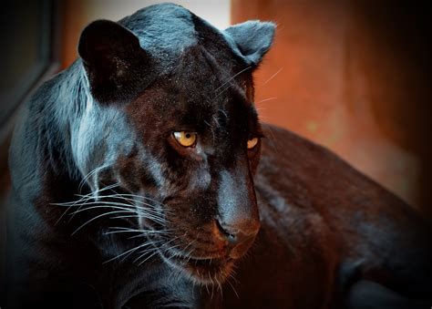 Pumas Panthers And Cougars Facts About Americas Big Cats Newspaper