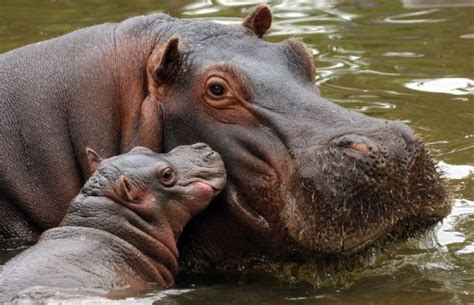 Nace Un Nuevo Bebé De Hipopótamo En El Parque De La Naturaleza De Cabárceno