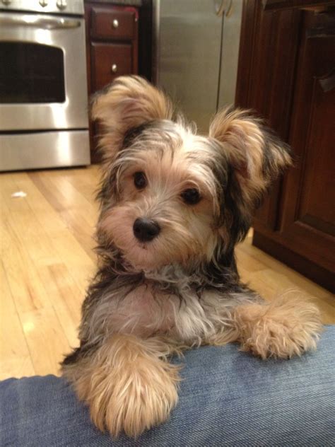 Pin By Rick Price On Dog Crate Morkie Puppies Morkie Dogs Pets