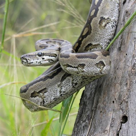 Reportajes Y Fotografías De Serpientes En National Geographic