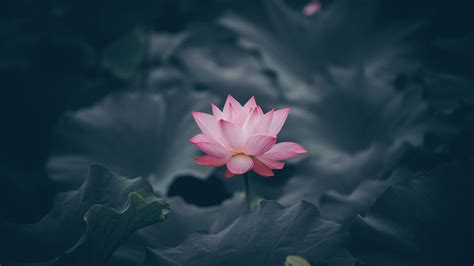 Download Wallpaper 3840x2160 Lotus Flower Bloom Body Of