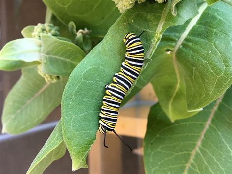Learn vocabulary, terms and more with flashcards, games the monarchs that emerge and fly south for the winter will live the longest out of the monarchs the monarch is a poisonous butterfly. Who are the Pollinators? | Bee Better Manitoba