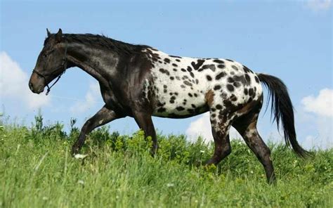 13 Black And White Horse Breeds With Pictures Equine Desire