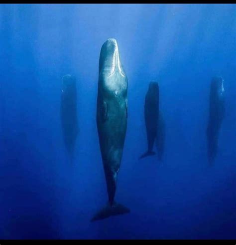 Sperm Whales Sleeping Vertically Interestingasfuck