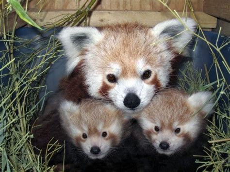 Its Twins Zoos Red Panda Sophia Gives Birth Local