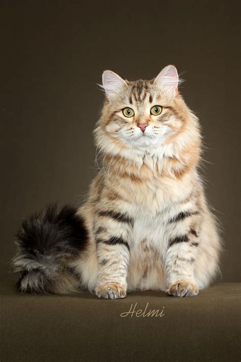 I'm trying to figure out home much i need to pay. Snowgum Siberian Cats and Kittens: October 2012