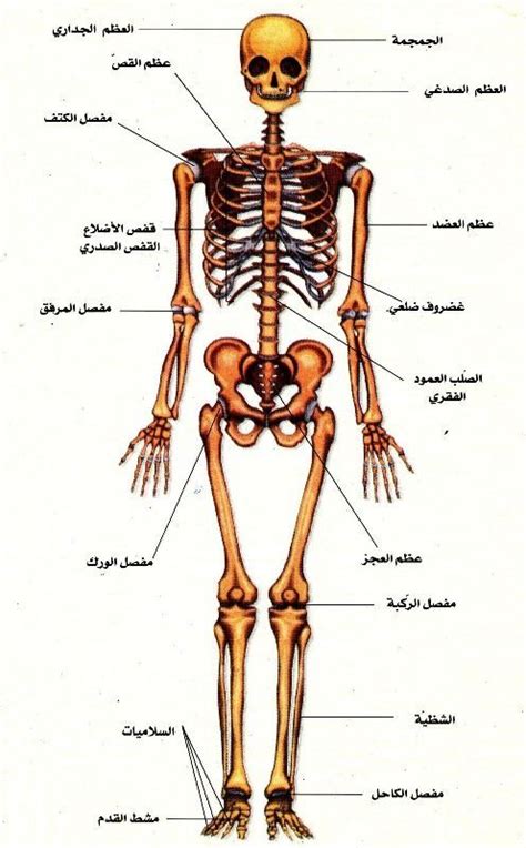 معلومات عن الهيكل العظمي للاطفال