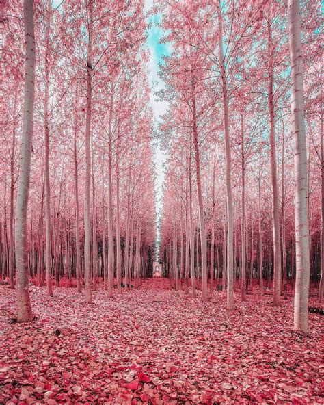 An Enchanted Pink Forest 9gag