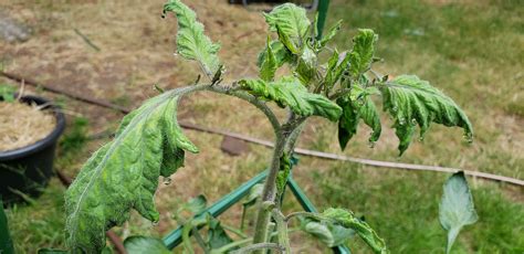 Tomato Plant German Johnson Leaf Curl Please Help Vegetablegardening