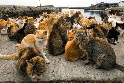 Japans Cat Island A Visit To Aoshima Where Cats Outnumber People By
