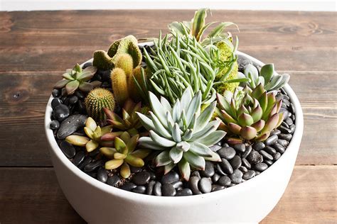 Succulent Planters Order Online Zupans Floral Delivery