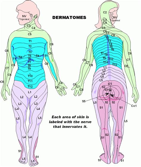 Abdominal Dermatomes And Referred Pain YouTube Dermatome Map