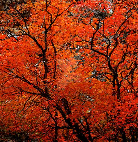 Orange Tree Fall Colors Square By Houstonryan On Deviantart
