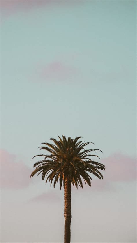 Wallpaper Palm Tree Tropics Minimalism Sky Minimal Wallpaper Palm