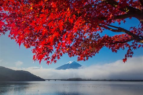 Beautiful Mt Fuji Behind The Maple Tree Stock Image Image Of