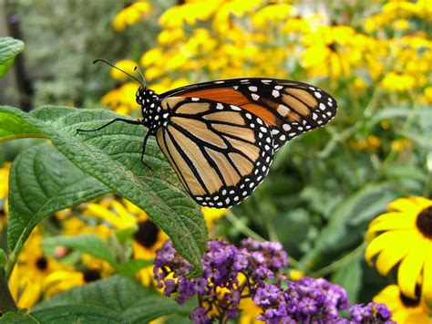 Butterfly Garden 1 Free Photo Download Freeimages