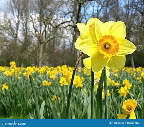 Beautiful Blooming Daffodil In A Daffodil Field Stock Photo Image Of