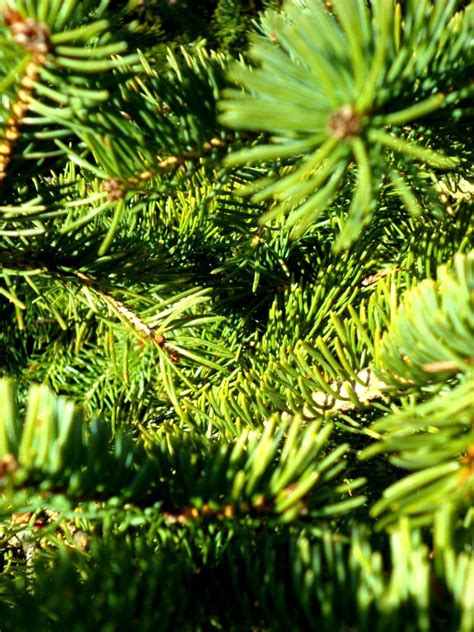 Pine Tree Herbs Tree Pine Tree