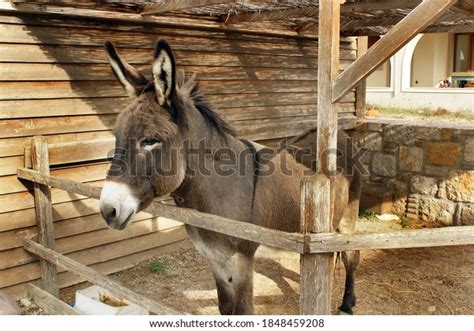 174 Small Donkey In Stable Images Stock Photos And Vectors Shutterstock