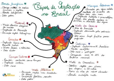 Mapa Mental Tipos De VegetaÇÃo No Brasil Study Maps