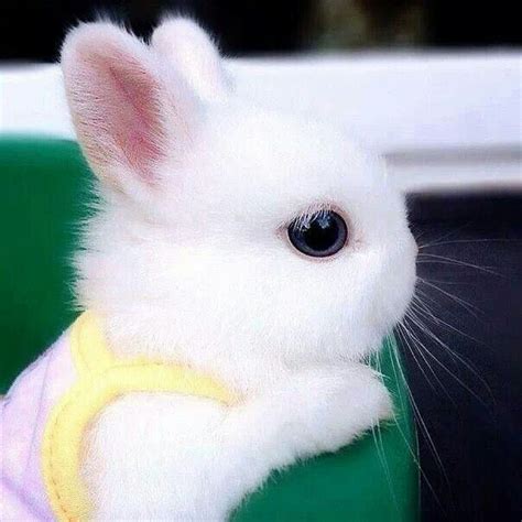 Baby Rabbit A Snow White Bunny Cute Pinterest White Bunnies