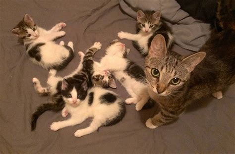 22 Adorable Pictures Of Mother Cats And Their Kittens We Love Cats And Kittens