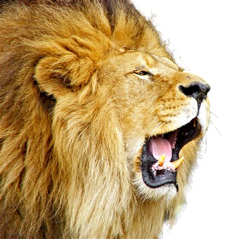 Lion Png Image Purepng Free Transparent Cc0 Png Image Library