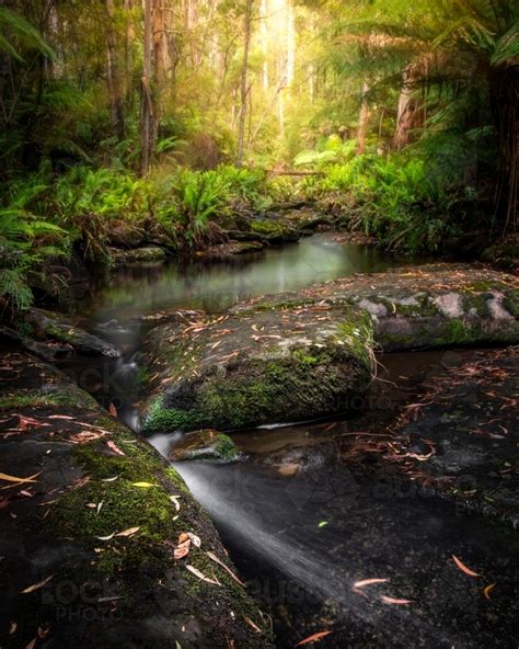 Image Of Golden Light Above A Peaceful Rainforest Stream Austockphoto