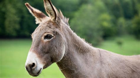 Scientists Pin The Tail On World First Ivf Treatment For Donkeys