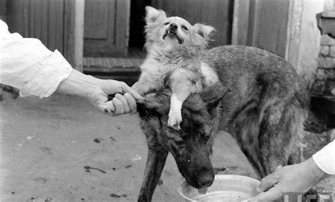 The Two Headed Dog Experiment Soviet Scientist Who Grafted The Head Of