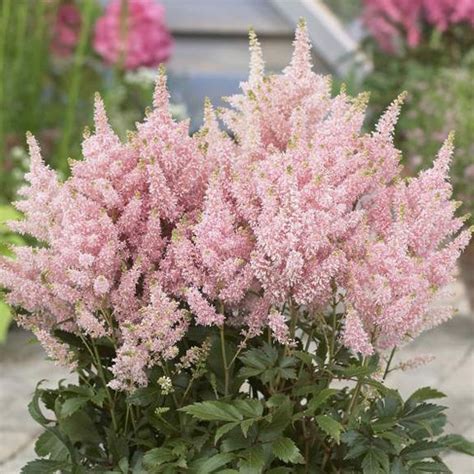 Each type of hosta thrives. Salmon Astilbe Light: Shade - Partial shade Height: 1.5 ft ...