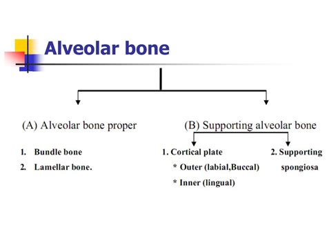 Ppt Bone And Alveolar Bone Powerpoint Presentation Free Download