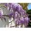 Aggregata Plants & Gardens Wisteria Is A Spectacular And Fast Growing 