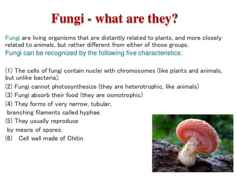 What Is Fungi
