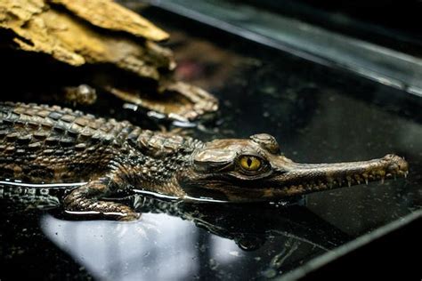 Fort Worth Zoo Announces Birth Gharial Crocodiles