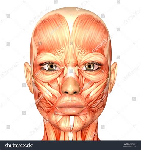 Pin en anatomy face