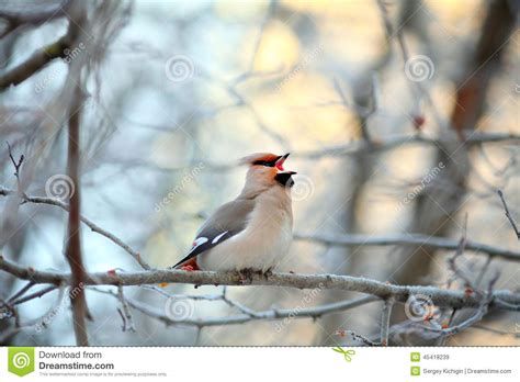 Singing Small Bird In The Cold Winter Stock Photo Image