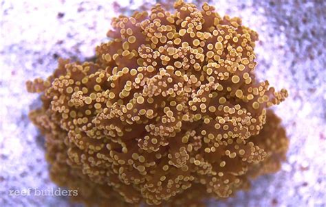 Orange Frogspawn Coral From Vietnam Is Jaw Dropping And