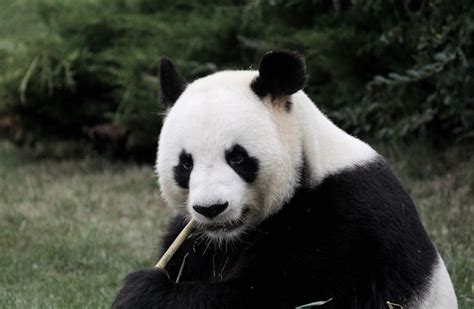 Giant Panda Study For A Herbivore It Sure Eats Like Its A Carnivore