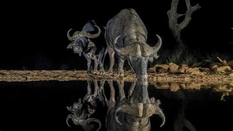 Wallpaper Nature Animals Reflection Horns Dark Water Night