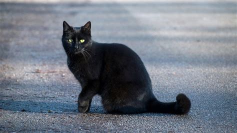 Black Cats Superstition Origin Are You Superstitious You Might Want