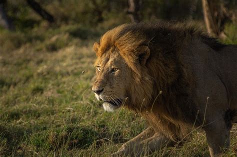 Lions Of The Serengeti Entara
