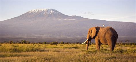 20 Of Kenyas Best Safari Camps And Lodges Discover Africa