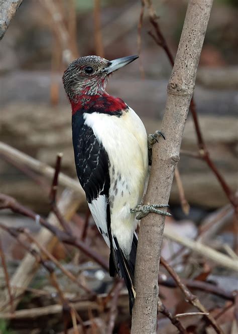 Juvenile Red Headed Woodpecker 854 Indiana Photograph By Steve Gass