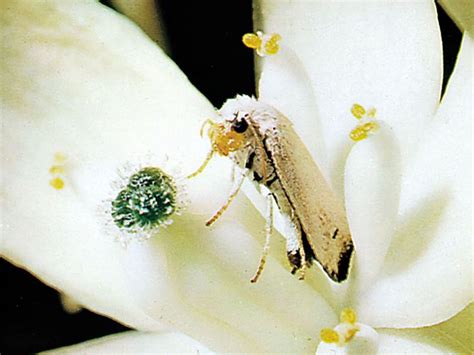 Yucca Moth Insect Britannica