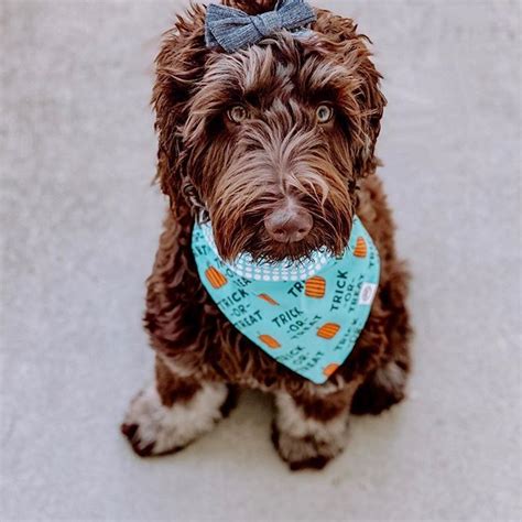 For a lot of us doodle and poodle lovers one of the best qualities of our beautiful dogs. #labradoodle | Mixed breed dogs, Labradoodle, Dog breeds