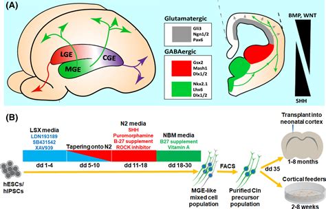 Generation Of Cerebral Cortical Gabaergic Interneurons From Pluripotent