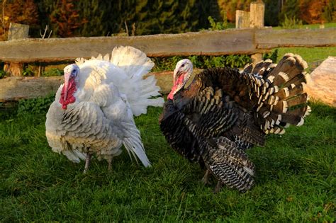 Two Domestic Turkeys On A Meadow Stock Photo