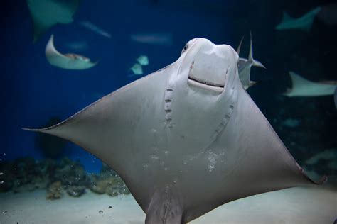 How To Tell The Difference Between A Skate And Stingray American Oceans