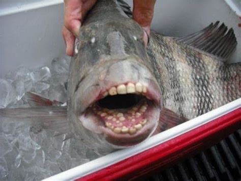 These Fish With Human Like Teeth Are Creeping People Out